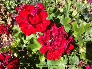 Pelargonium x hortorum - red - blossom